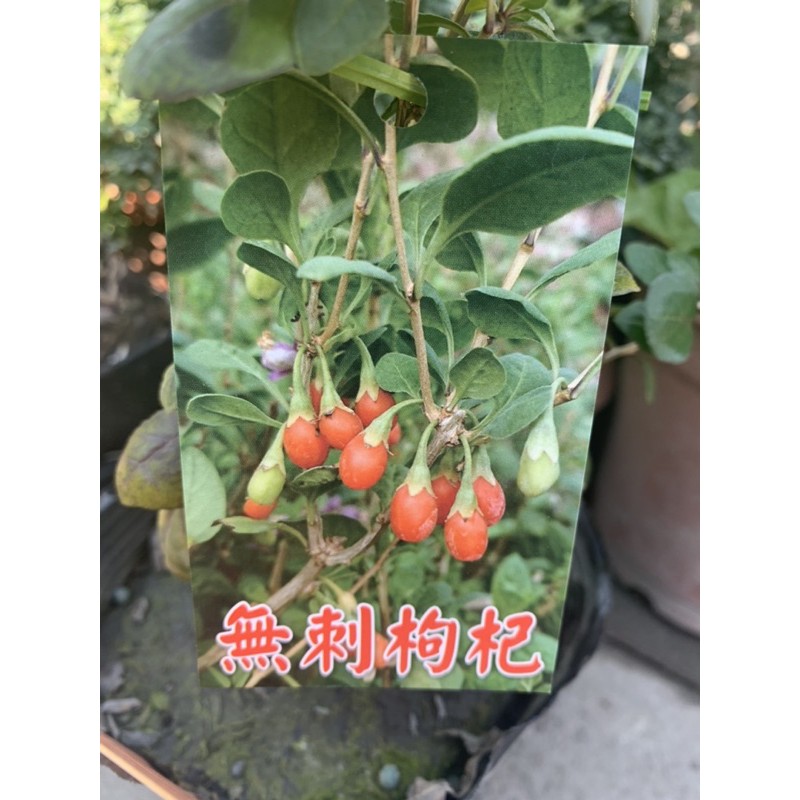 無刺枸杞的價格推薦 - 2022年8月| 比價比個夠BigGo