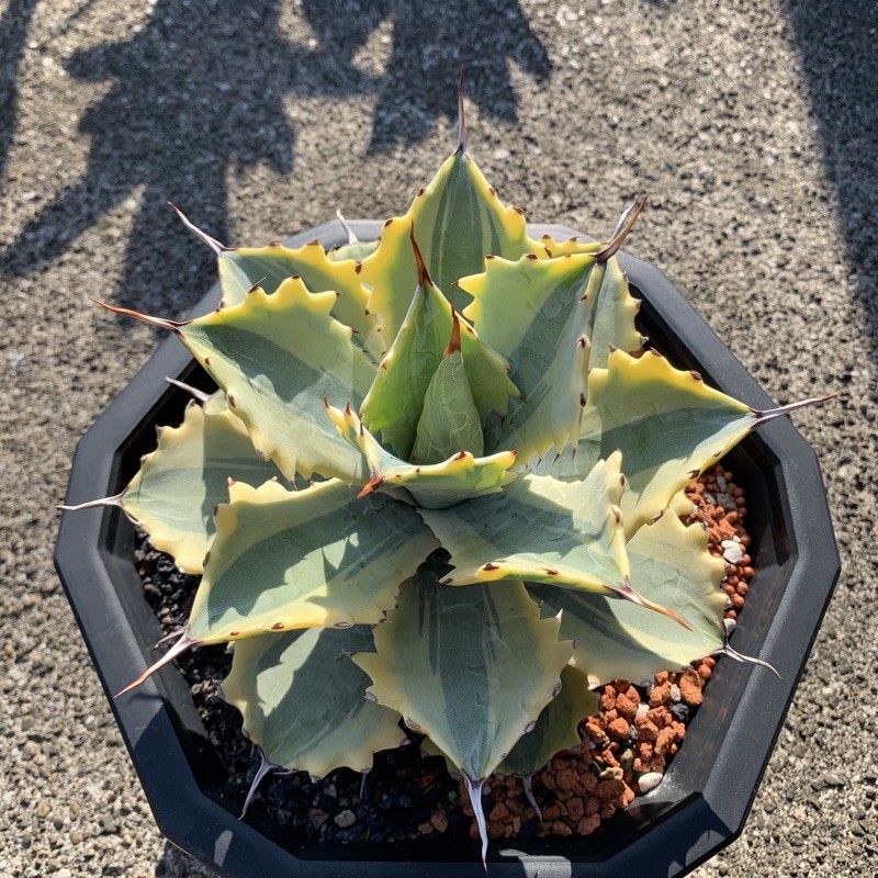 怒雷神錦 側芽 龍舌蘭 Agave 雷神