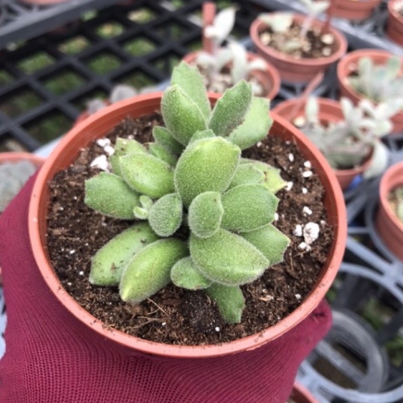 子猫の爪2寸ポット コチレドン 弁慶草科 多肉植物 根付苗 多肉激安 苗 可愛い多肉植物 お試し価格