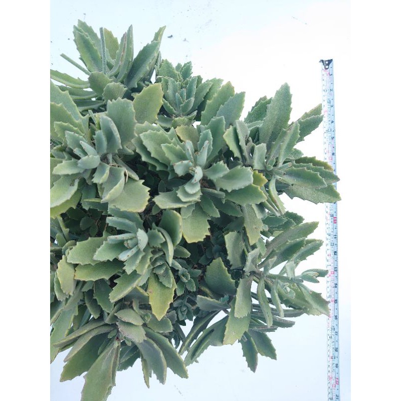 多肉植物超大尺寸盆千兔耳限面交苗栗市新竹市竹北市 蝦皮購物