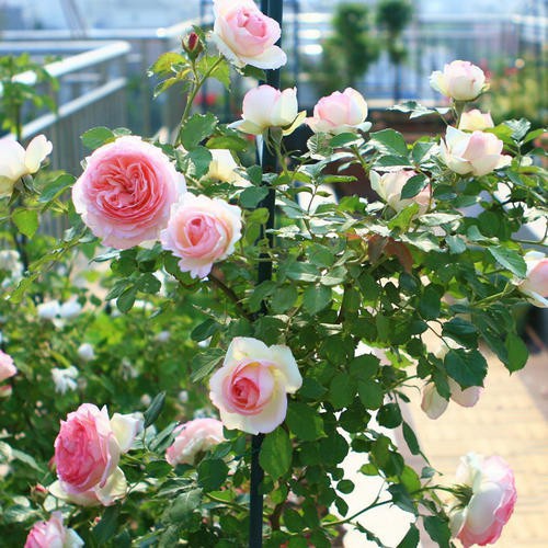 胖嘟嘟的店 扦插大苗爬藤玫瑰薔薇月季 蝦皮購物