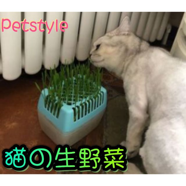現貨 Petstyle貓の生野菜水培貓草無土栽培貓草種植盒貓草種植diy組貓草小麥生菜盒貓草盆栽 蝦皮購物