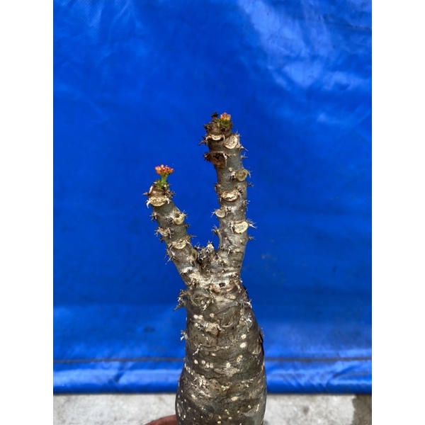 雙頭 珊瑚油桐（Jatropha podagrica）佛肚樹 惠陽獨腳蓮 大戟科麻瘋樹屬
