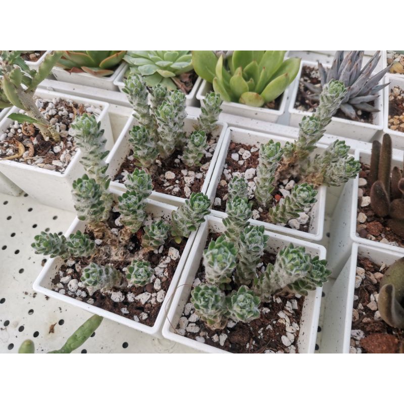多肉植物 毛球馬齒莧 蝦皮購物