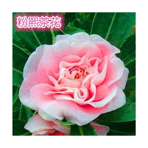 き優先精品う適合夏秋季種植茶花鳳仙花種子紫白粉紅七彩鳳仙花卉新手易種活易打理指甲花草籽花花園藝 精品種子系列