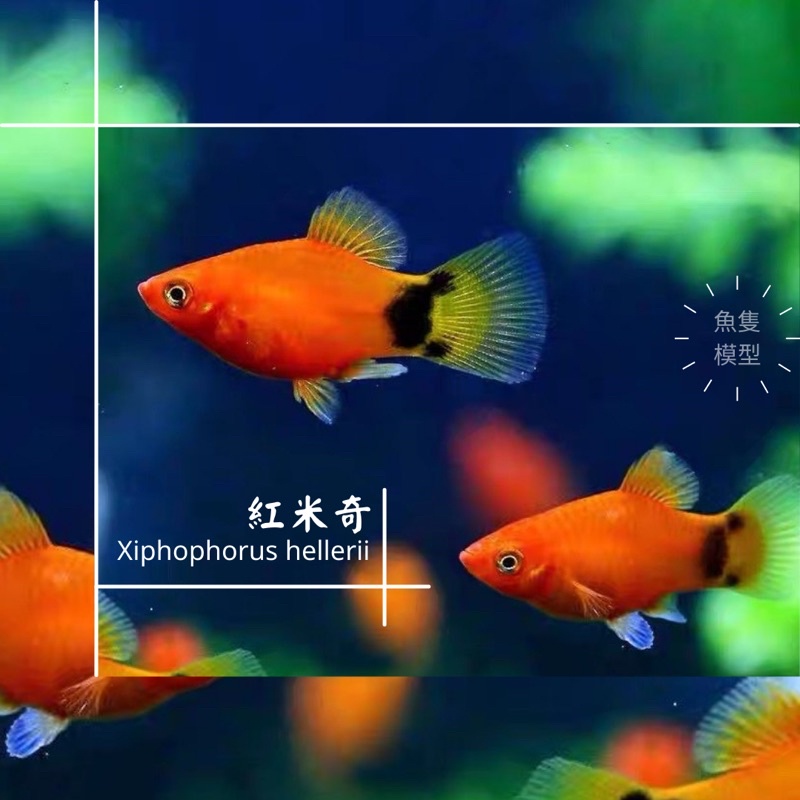 耕魚水族gengyu 紅米奇米奇魚紅米奇魚 紅球模型手辦 蝦皮購物