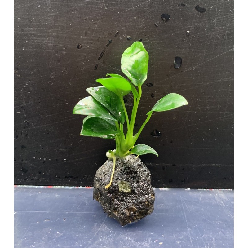 水魚水族 現貨 小巧可愛 袖珍榕mini火山石不需co2 水草造景水草裝飾 蝦皮購物