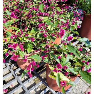 千日紅草花植物綠生活室外植物紫色彩色 蝦皮購物