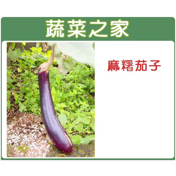 蔬菜之家滿額免運【00G18】大包裝.麻糬茄子(長型紫紅色 果皮)種子1000顆