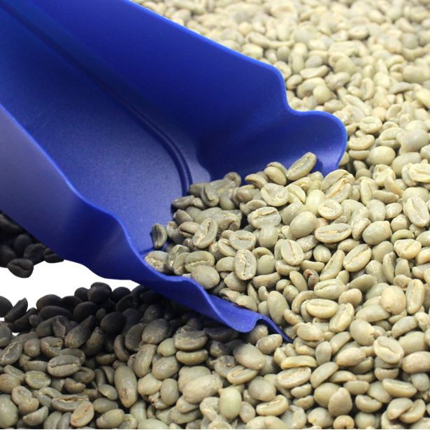 獵豆工坊🐆 咖啡生豆盤 生豆展示盤  約300g