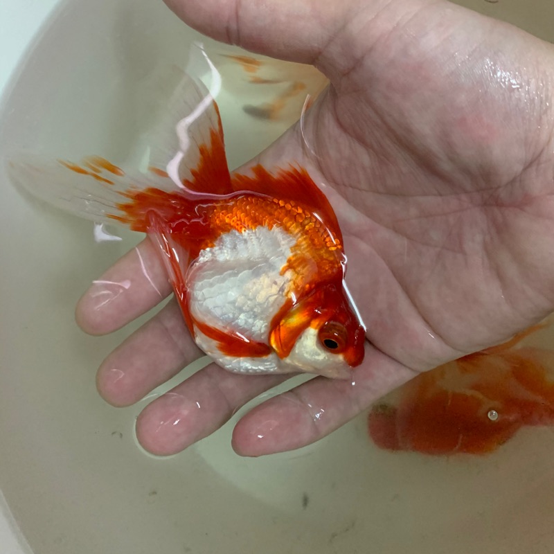 飼料金魚琉金高背琉金 蝦皮購物