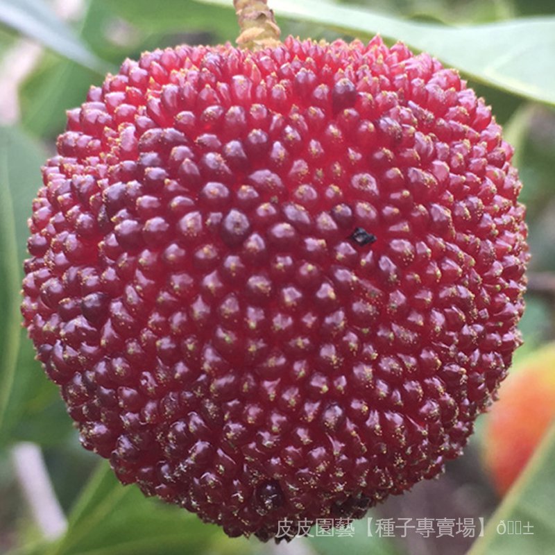 水果種子夯楊梅種子新品種楊梅特大仙居東魁楊種子