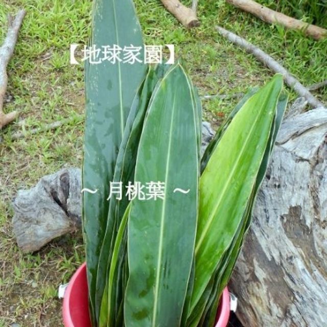 現貨 出貨前現採 片 份 新鮮月桃葉 新鮮粽葉 擺盤 粽葉 阿拜 來自花東縱谷的純淨 地球家園 蝦皮購物