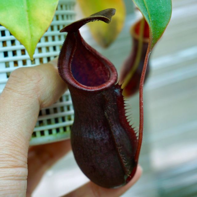 食蟲植物 豬籠草 高棉風鈴*勞氏風鈴 TCLC 扦插苗