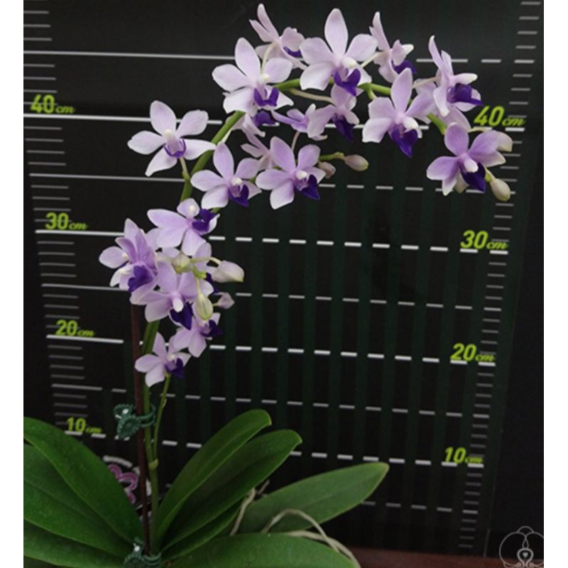 原生蝴蝶蘭 紫式部開花株 蝦皮購物