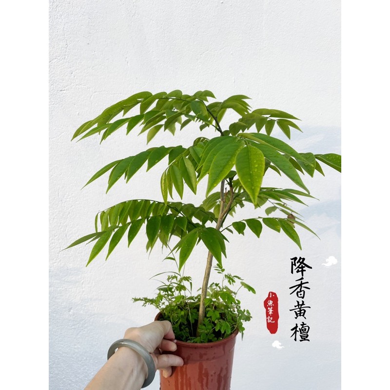 降香黃檀 黃花梨 海南花梨木 6吋盆 蝦皮購物