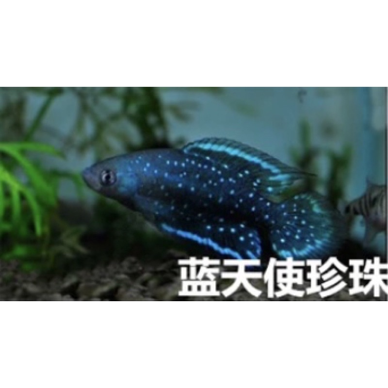 ［現貨］藍天使珍珠 鱂魚 魔法魚 孵化魚卵 將魚