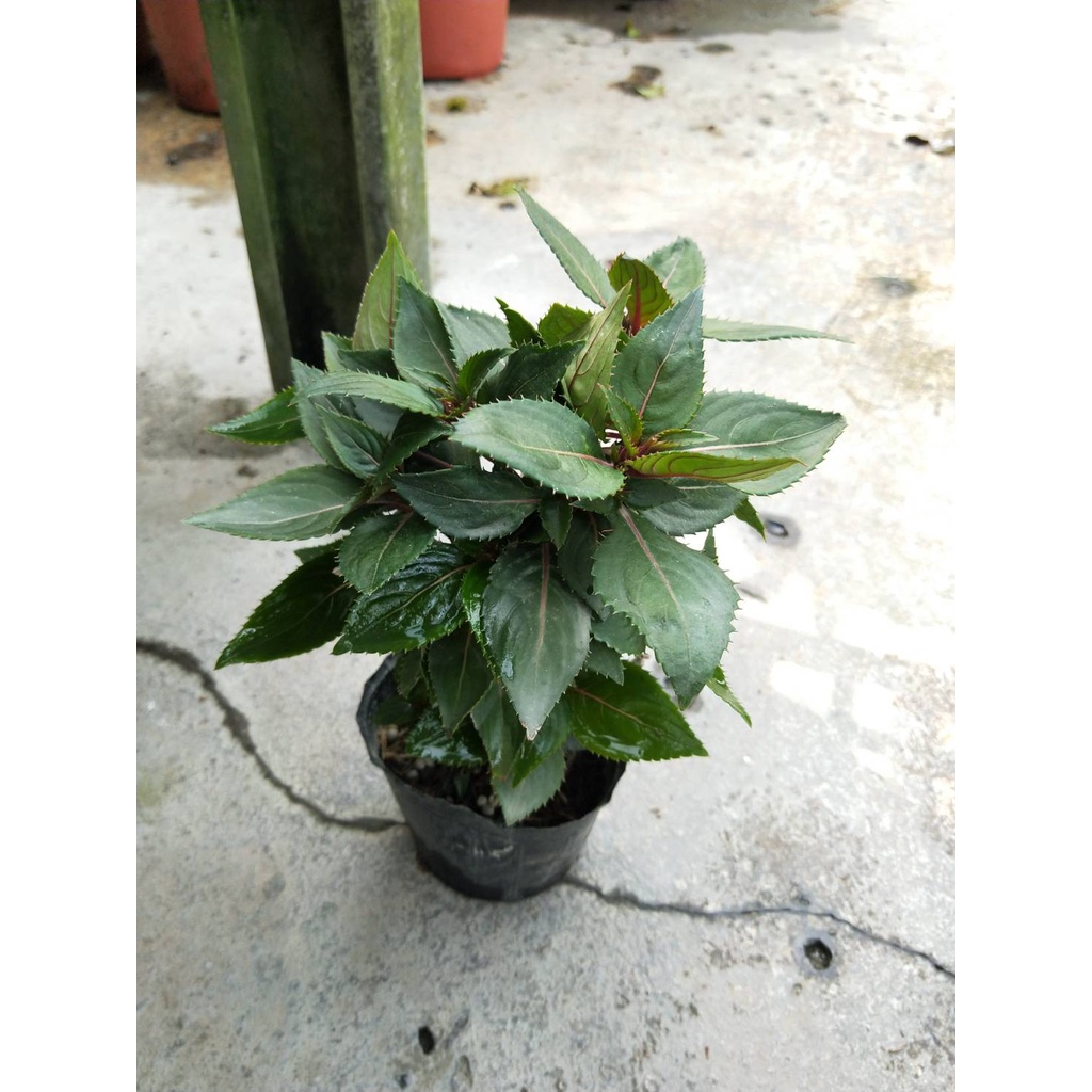 太陽鳳仙花 那裏買最便宜與商品比價 21年11月 飛比價格