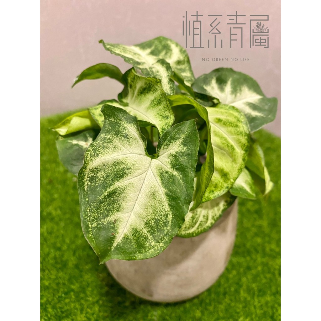 植系青屬 合果芋 室內植物 觀葉植物 三吋小品 不含水泥盆 蝦皮購物