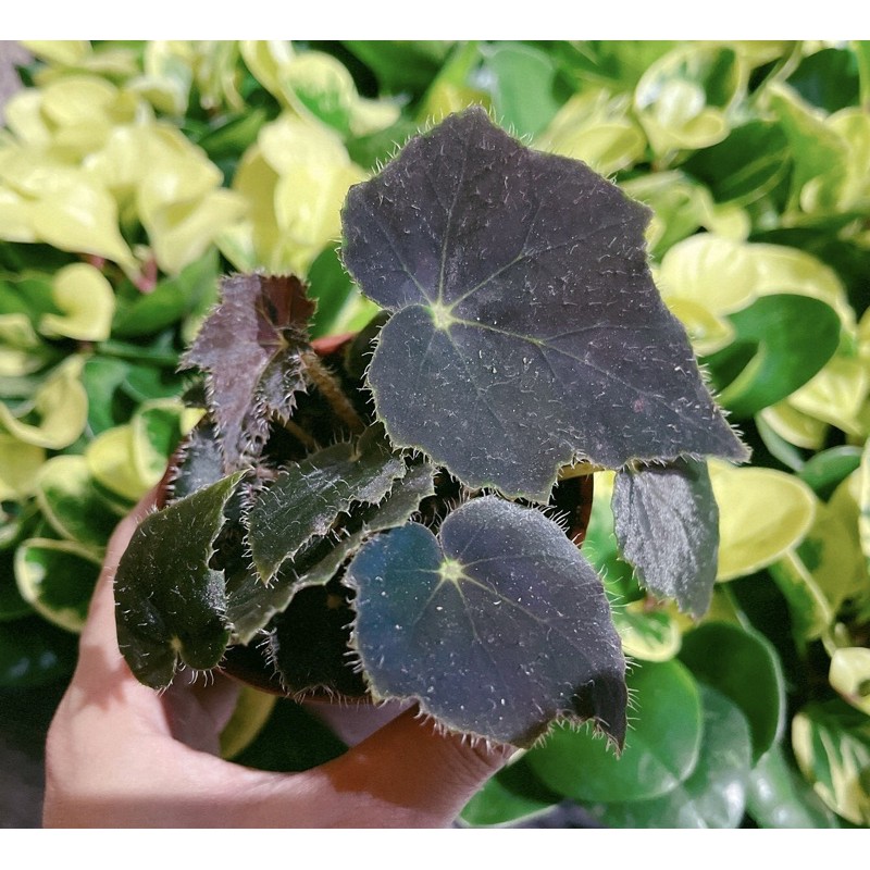 黑絲絨秋海棠 Begonia 'Black Velvet'  黑武士 黑天鵝秋海棠 觀葉植物 觀葉 辦公室小物