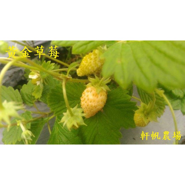 草莓苗黃金草莓 2 5吋盆 苗高10公分 軒帆農場 蝦皮購物