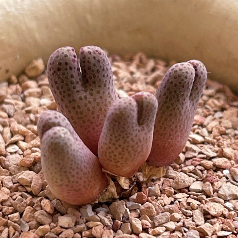 番杏科 大型斑馬  C.marginatum; E of Springbok肉錐 多肉植物