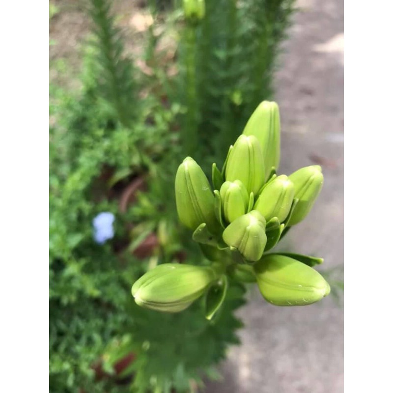 鐵砲百合白花球根鱗莖種球 蝦皮購物