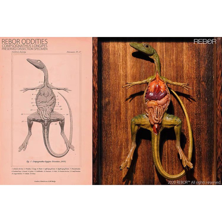 【全球限量】英國REBOR 秀顎龍解剖標本 附贈頂級PVC玻璃實木盒 恐龍 模型 標本 手辦 化石 禮物 送禮 侏儸紀