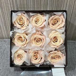 ［JC］全新現貨-日本大地農園 不凋雙色玫瑰花系列