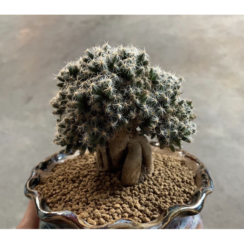 紫晃星多肉樹型已有頭 蝦皮購物