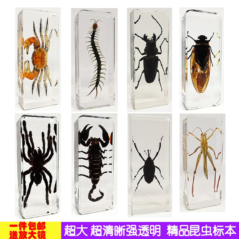 新款真實昆蟲標本樹脂包埋動物生物海星蝴蝶蜻蜓甲蟲螳螂蝗蟲魚蝦 蝦皮購物