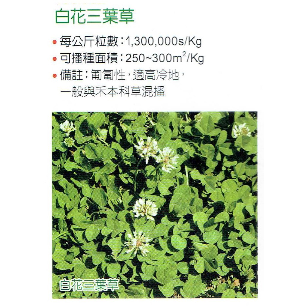 種子王國幸運草 白花三葉草 約500公克 1公斤 包為草坪草種 被地植物的一種分包裝種子 蝦皮購物