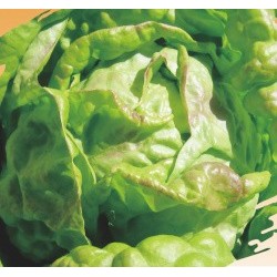 ▲【全館590免運】奶油萵苣（奶油生菜）Lettuce~種子