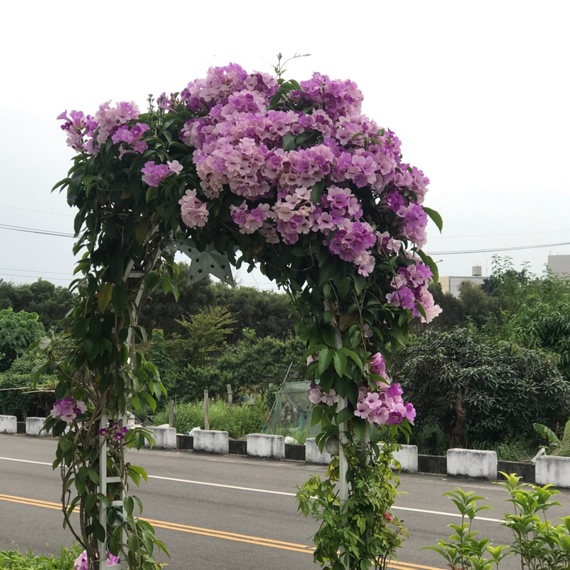 紫鈴藤 蒜香藤 植物 種子