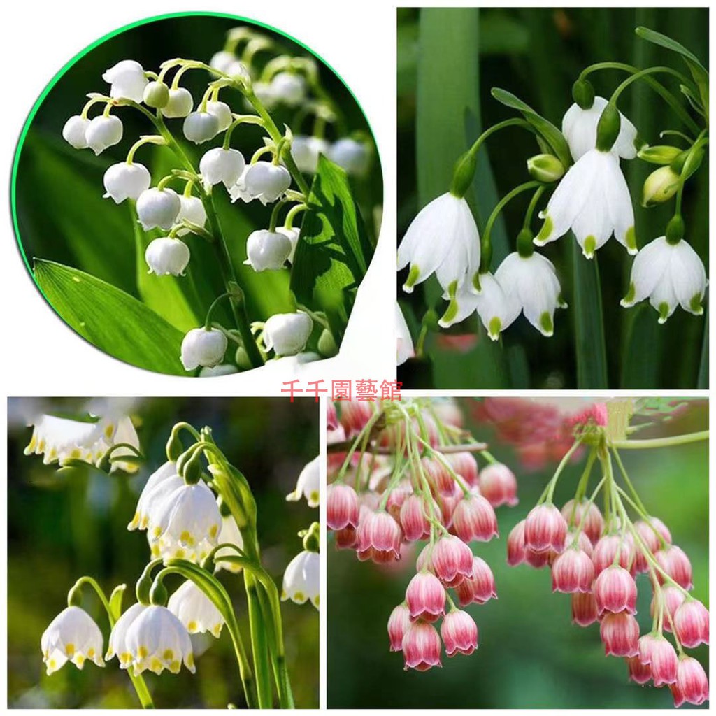 千千園藝館 鈴蘭花卉帶芽小盆土栽粉色濃香型四季耐寒綠植陽臺開花 蝦皮購物
