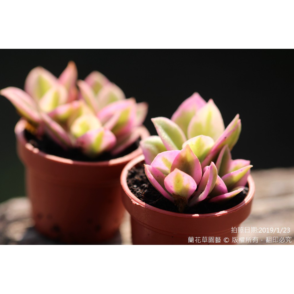 1吋迷你盆 心葉冰花錦 太陽玫瑰 花蔓草 番杏科多肉植物 蘭花草園藝 蝦皮購物
