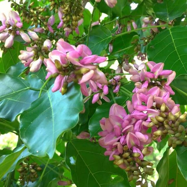 踏花歸去 水黃皮 裸根保濕寄送 蝦皮購物