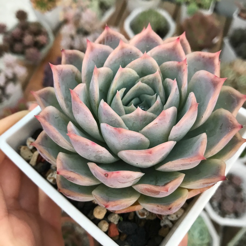 Smile5様専用 多肉植物 その他 Www Bloompsychologyservices Com