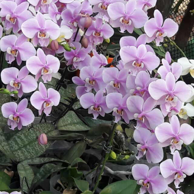 西雷莉Phal  schilleriana