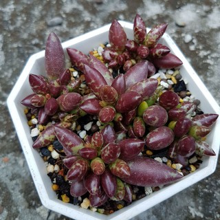 赤水玉多肉的價格推薦 21年4月 比價撿便宜