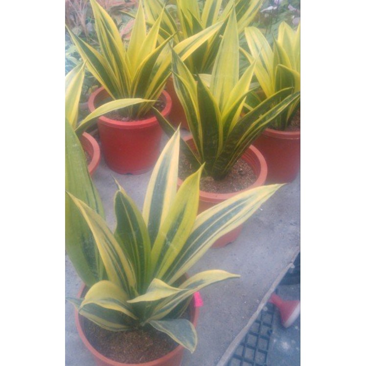 花囍園_綠化植物—黃金虎尾蘭--最新品種~葉片直立/7吋高約40-60cm/售1100特價1000