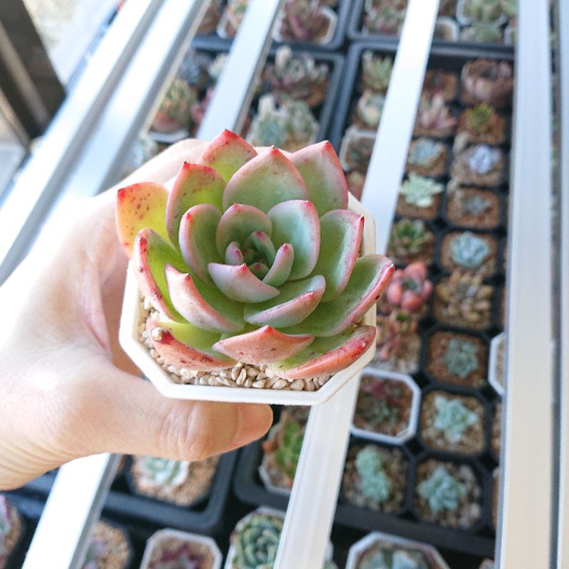 韓國進口多肉植物 赤色餘暉 特殊品種 蝦皮購物