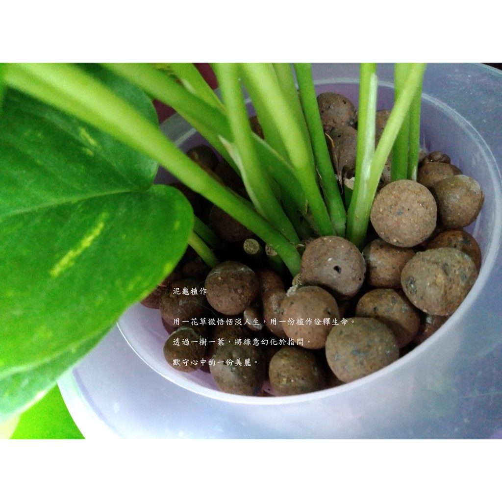 泥龜 發泡煉石 1l 3l 陶粒多肉植物仙人掌室內植物水耕盆栽微景觀園藝資材介質 蝦皮購物