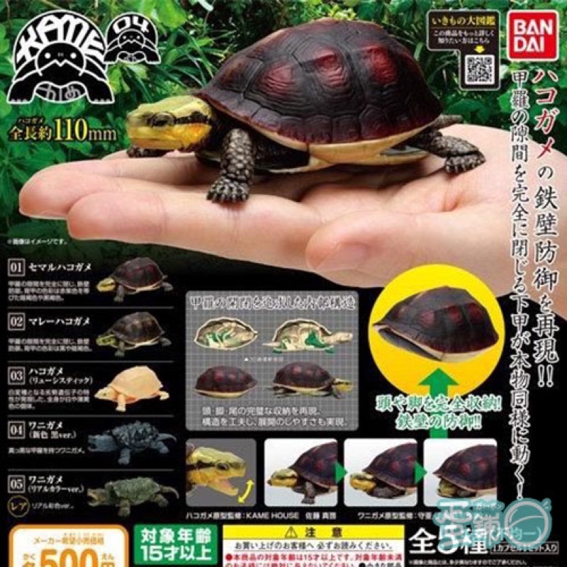 BANDAI 日版 烏龜環保扭蛋P4-食蛇龜篇 烏龜 扭蛋 轉蛋 （鱷龜+青苔+白化）