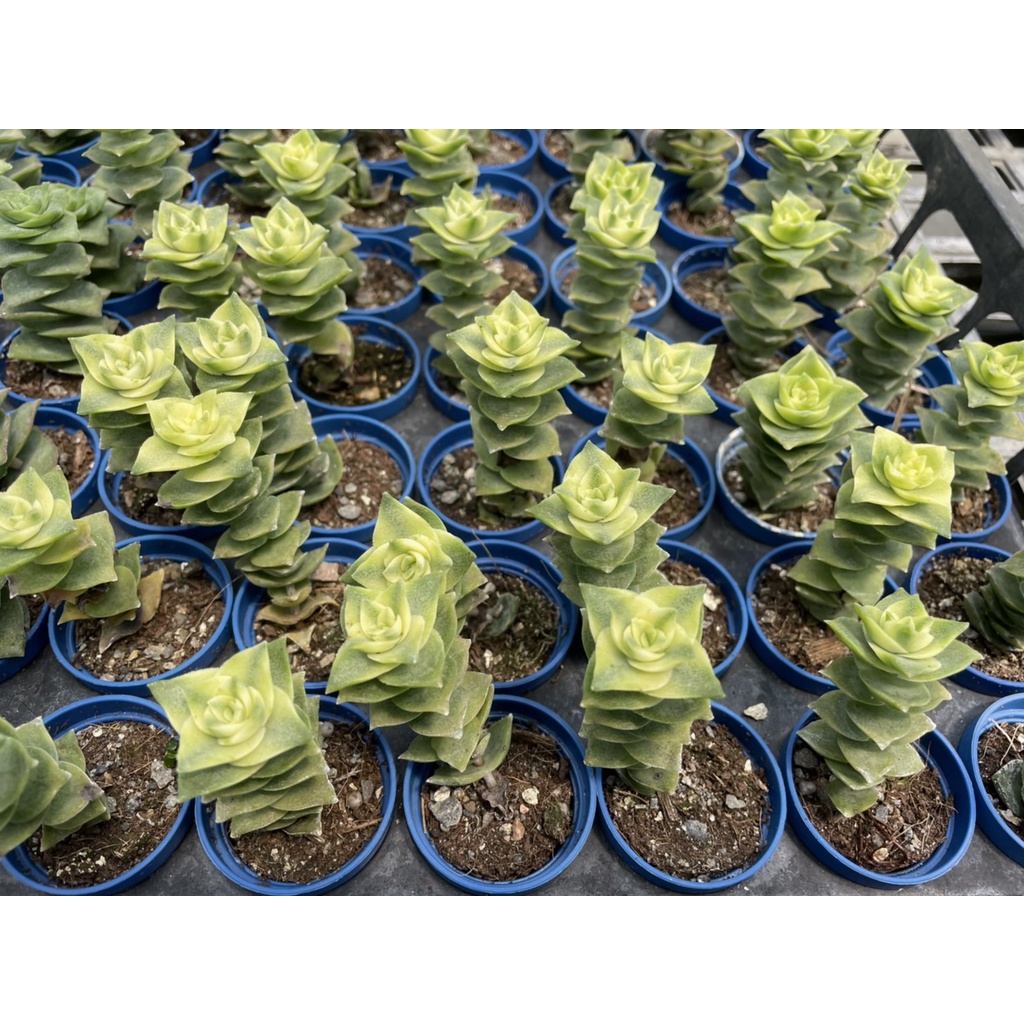 1吋迷你盆 星星王子錦 十字星錦 多肉植物 仙人掌 蝦皮購物