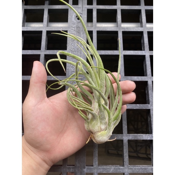 空氣鳳梨-犀牛交電捲 Tillandsia seleriana X streptophylla