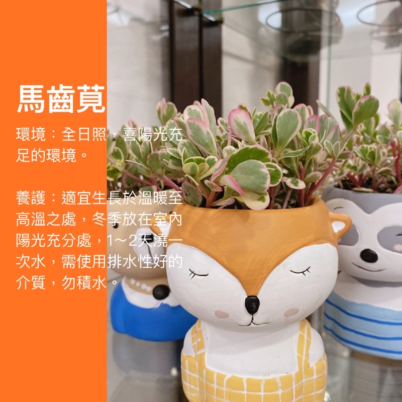 3吋 馬齒莧 小盆栽 花盆 婚禮小物 生日禮物 盆栽 斑葉 觀葉植物 網紅植物 室內植物 空氣淨化 植物