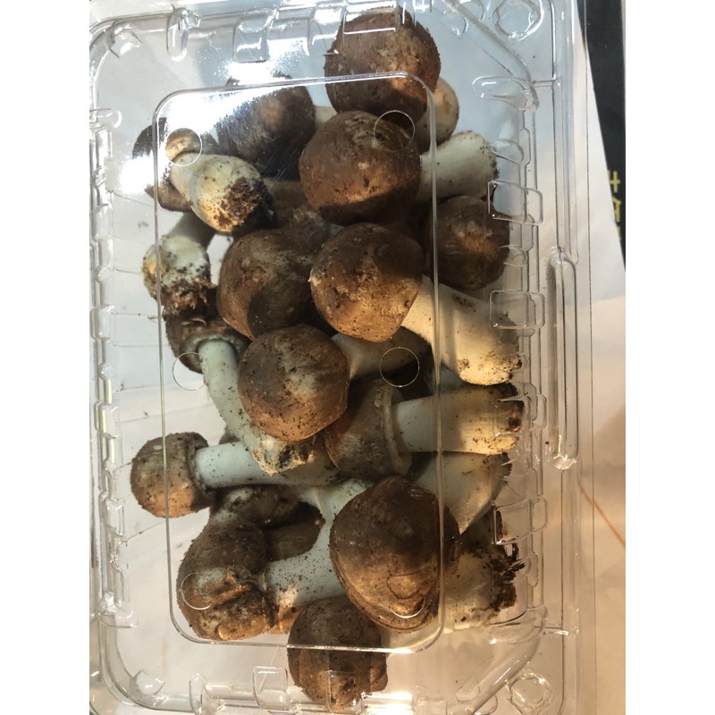 生鮮巴西蘑菇-半斤盒裝-現貨開採中