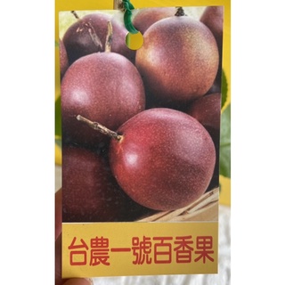 ★綠霖園藝★臺農一號百香果嫁接苗 水果樹苗/觀賞植物/水果樹苗/新興果樹/果苗/嫁接/植物/盆栽