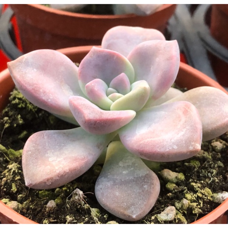 沅鈺農場多肉植物紫色喜悅 露養植物輕微曬傷 蝦皮購物